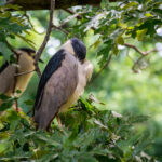 Bird Watching in Bwindi